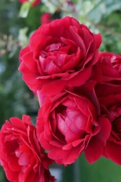 Don Juan Climbing Rose - 3 Gallon Pot -Garden Wisp Sales Store Rose Climbing Don Juan 2