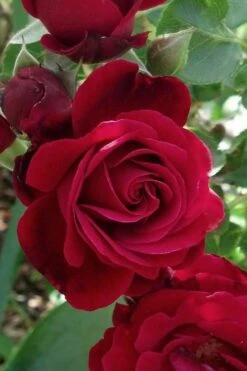 Don Juan Climbing Rose - 3 Gallon Pot -Garden Wisp Sales Store Rose Climbing Don Juan 3