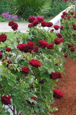 Don Juan Climbing Rose - 3 Gallon Pot -Garden Wisp Sales Store Rose Climbing Don Juan 9
