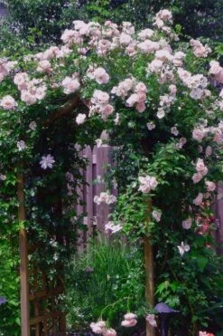 New Dawn Climbing Rose - 5 Gallon Pot 16 New Dawn Climbing Rose - 5 Gallon Pot -Garden Wisp Sales Store Rose Climbing New Dawn 10