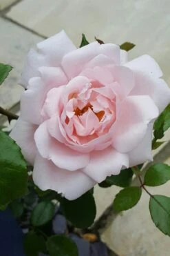 New Dawn Climbing Rose - 5 Gallon Pot 17 New Dawn Climbing Rose - 5 Gallon Pot -Garden Wisp Sales Store Rose Climbing New Dawn 12