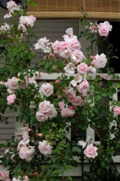 New Dawn Climbing Rose - 5 Gallon Pot 18 New Dawn Climbing Rose - 5 Gallon Pot -Garden Wisp Sales Store Rose Climbing New Dawn 14