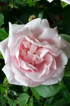 New Dawn Climbing Rose - 5 Gallon Pot 19 New Dawn Climbing Rose - 5 Gallon Pot -Garden Wisp Sales Store Rose Climbing New Dawn 17