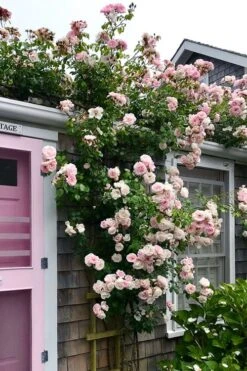 New Dawn Climbing Rose - 5 Gallon Pot 15 New Dawn Climbing Rose - 5 Gallon Pot -Garden Wisp Sales Store Rose Climbing New Dawn 18