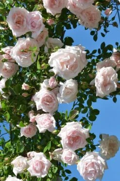 New Dawn Climbing Rose - 5 Gallon Pot 13 New Dawn Climbing Rose - 5 Gallon Pot -Garden Wisp Sales Store Rose Climbing New Dawn 2