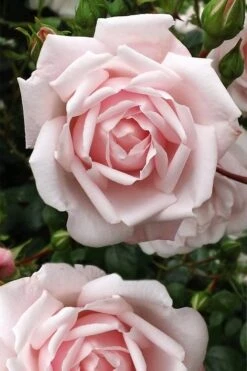 New Dawn Climbing Rose - 5 Gallon Pot 14 New Dawn Climbing Rose - 5 Gallon Pot -Garden Wisp Sales Store Rose Climbing New Dawn 4