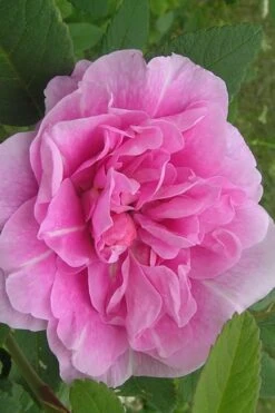 Therese Bugnet Rugosa Rose - 3 Gallon Pot -Garden Wisp Sales Store Rose Therese Bugnet 3