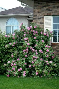 Therese Bugnet Rugosa Rose - 3 Gallon Pot -Garden Wisp Sales Store Rose Therese Bugnet 4