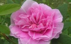 Therese Bugnet Rugosa Rose - 3 Gallon Pot -Garden Wisp Sales Store Rose Therese Bugnet 5