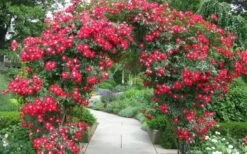 Winner's Circle Red Climbing Rose - 3 Gallon Pot -Garden Wisp Sales Store Rose Winners Circle 3