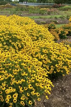 American Gold Rush Rudbeckia (Black-Eyed Susan) - 1 Gallon Pot