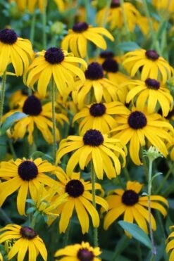 American Gold Rush Rudbeckia (Black-Eyed Susan) - 1 Gallon Pot -Garden Wisp Sales Store Rudbeckia American Gold Rush 3