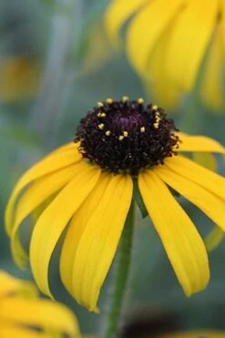 American Gold Rush Rudbeckia (Black-Eyed Susan) - 1 Gallon Pot -Garden Wisp Sales Store Rudbeckia American Gold Rush 4