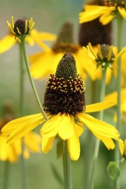 Great Coneflower (Rudbeckia Maxima ) - 6 Pack Of 1 Gallon Pots -Garden Wisp Sales Store Rudbeckia Maxima Great Coneflower 1