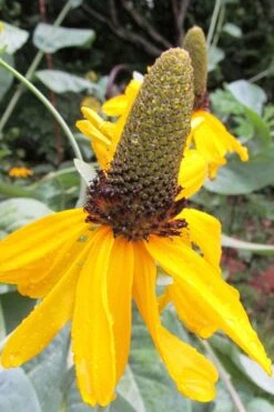 Great Coneflower (Rudbeckia Maxima ) - 1 Gallon Pot -Garden Wisp Sales Store Rudbeckia Maxima Great Coneflower 6 1
