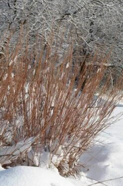 Standing Ovation Little Bluestem Grass (Schizachyrium Scoparium) - 8 Pack Of 1 Gallon Pots -Garden Wisp Sales Store Schizachyrium scoparium standing ovation little bluestem grass 2