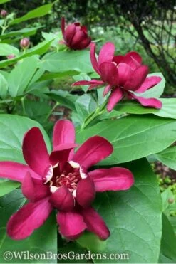 Aphrodite Sweetshrub (Carolina Allspice) - Calycanthus - 3 Gallon Pot -Garden Wisp Sales Store Sweetshrub Aphrodite 1 500x750 1
