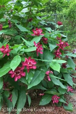 Aphrodite Sweetshrub (Carolina Allspice) - Calycanthus - 3 Gallon Pot -Garden Wisp Sales Store Sweetshrub Aphrodite 20