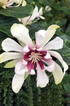 Venus White Sweetshrub (Calycanthus) - 3 Gallon Pot -Garden Wisp Sales Store Sweetshrub Venus White 3