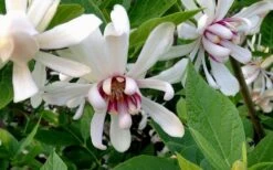 Venus White Sweetshrub (Calycanthus) - 3 Gallon Pot -Garden Wisp Sales Store Sweetshrub Venus White 4
