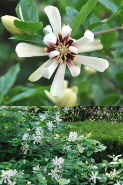Venus White Sweetshrub (Calycanthus) - 3 Gallon Pot -Garden Wisp Sales Store Sweetshrub Venus White 5
