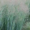 Heavy Metal Switch Grass (Panicum Virgatum) - 3 Gallon Pot