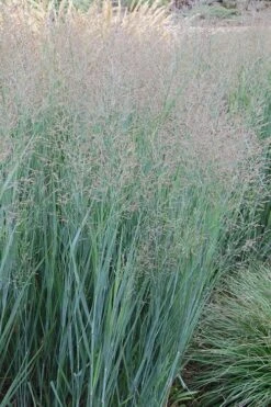 Heavy Metal Switch Grass (Panicum Virgatum) - 3 Gallon Pot