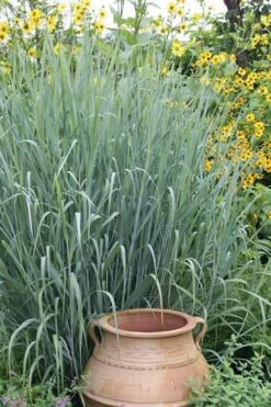 Heavy Metal Switch Grass (Panicum Virgatum) - 3 Gallon Pot 9 Heavy Metal Switch Grass (Panicum Virgatum) - 3 Gallon Pot -Garden Wisp Sales Store Switch Heavy Metal