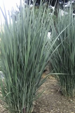 Heavy Metal Switch Grass (Panicum Virgatum) - 3 Gallon Pot 8 Heavy Metal Switch Grass (Panicum Virgatum) - 3 Gallon Pot -Garden Wisp Sales Store Switch Heavy Metal 3