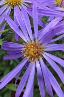 Large Flowered Wild Blue Aster (Aster Grandiflorus) - 1 Gallon Pot -Garden Wisp Sales Store Symphyotrichum grandiflorum large flowered aster 2