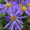 Large Flowered Wild Blue Aster (Aster Grandiflorus) - 1 Gallon Pot