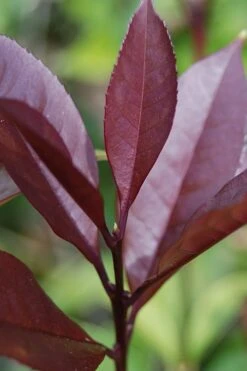 Apricot Echo Tea Olive - Osmanthus Fragrans Aurantiacus - 1 Gallon Pot -Garden Wisp Sales Store Tea Olive Apricot Echo 4