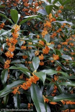 Fragrant Orange Tea Olive - Osmanthus Fragrans Aurantiacus - 5 Pack Of Quart Pots -Garden Wisp Sales Store Tea Olive Orange 102