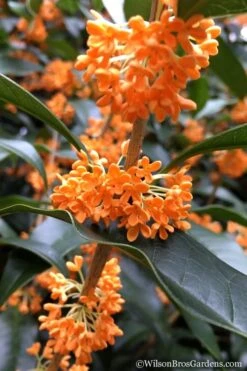 Fragrant Orange Tea Olive - Osmanthus Fragrans Aurantiacus - 5 Pack Of Quart Pots -Garden Wisp Sales Store Tea Olive Orange 104