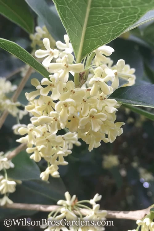 Fragrant White Tea Olive - 7 Gallon Pot (3-4') 1 Fragrant White Tea Olive - 7 Gallon Pot (3-4')