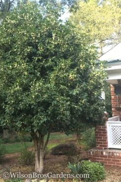 Fragrant White Tea Olive - 7 Gallon Pot (5-6') -Garden Wisp Sales Store Teav Olive White Osmanthus Fragrans 500x750 3