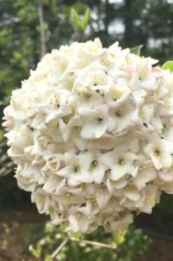Fragrant Snowball Viburnum Carlesii 'Korean Spice' - 2 Gallon Pot -Garden Wisp Sales Store Viburnum Korean Spice 2