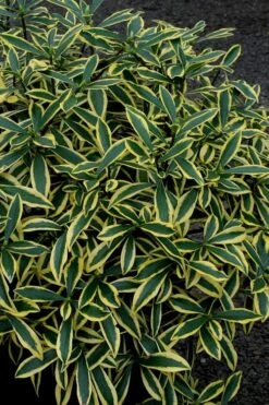 Marianni Variegated Pink Winter Daphne - 2 Gallon Pot -Garden Wisp Sales Store Winter Daphne Marianni 2