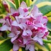 Marianni Variegated Pink Winter Daphne - 1 Gallon Pot