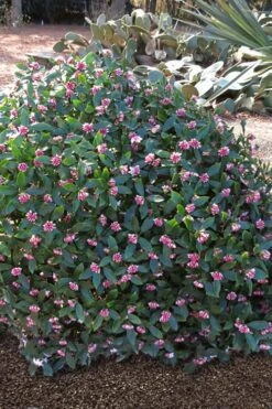 Zuiko Nishiki Winter Daphne Odora - 1 Gallon Pot -Garden Wisp Sales Store Winter Daphne Zuiko Nishiki 3