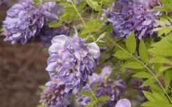 Amethyst Falls Wisteria Vine - 3 Gallon Pot -Garden Wisp Sales Store Wisteria Amethyst Falls 50