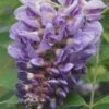 Amethyst Falls Wisteria Vine - 3 Gallon Pot