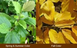 Little Prospect Golden American Witch Hazel (Hamamelis Virginiana) - 5 Gallon Pot -Garden Wisp Sales Store Witch Hazel Common American 10