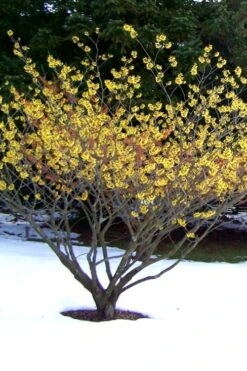 Little Prospect Golden American Witch Hazel (Hamamelis Virginiana) - 5 Gallon Pot -Garden Wisp Sales Store Witch hazel Common American Yellow 6