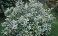 Woodlanders Blue Dusty Zenobia (Honeycup) - 3 Gallon Pot -Garden Wisp Sales Store Zenobia Woodlanders Blue 20 1