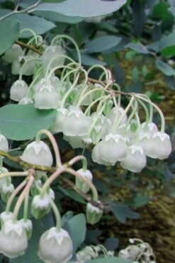 Woodlanders Blue Dusty Zenobia (Honeycup) - 1 Gallon Pot -Garden Wisp Sales Store Zenobia Woodlanders Blue 7