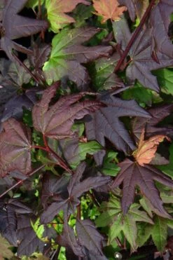 Burgundy Jewel Vine Maple (Acer Circinatum) - 1 Gallon Pot -Garden Wisp Sales Store acer circinatum burgundy jewel vine maple 4