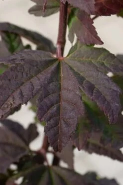 Burgundy Jewel Vine Maple (Acer Circinatum) - 1 Gallon Pot -Garden Wisp Sales Store acer circinatum burgundy jewel vine maple 5