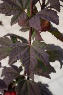 Burgundy Jewel Vine Maple (Acer Circinatum) - 1 Gallon Pot -Garden Wisp Sales Store acer circinatum burgundy jewel vine maple 6