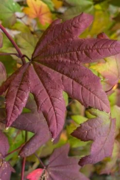 Burgundy Jewel Vine Maple (Acer Circinatum) - 1 Gallon Pot -Garden Wisp Sales Store acer circinatum burgundy jewel vine maple 7